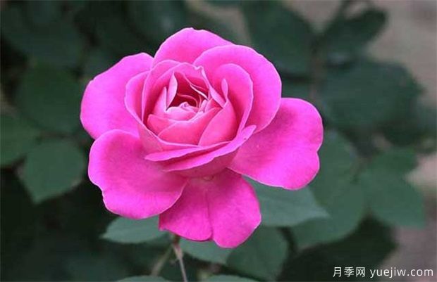 月季成長需要什么環(huán)境條件長的好？(圖1)