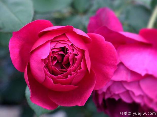 推薦全國(guó)花友公認(rèn)的十大好養(yǎng)好看的月季品種(圖9)