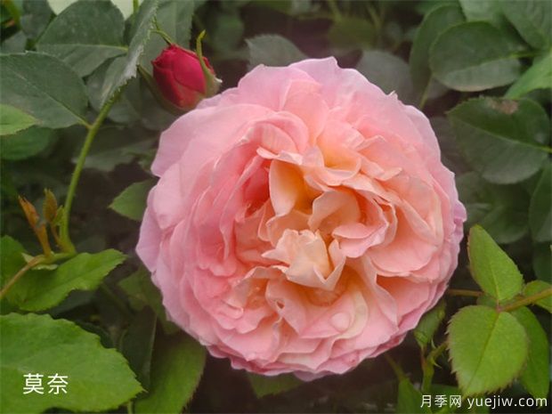 月季花施肥方法，月季養(yǎng)護如何施肥(圖1)