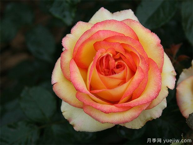 為什么很多人投資農(nóng)業(yè)林業(yè)失?。啃枰邆溥@三種能力(圖1)