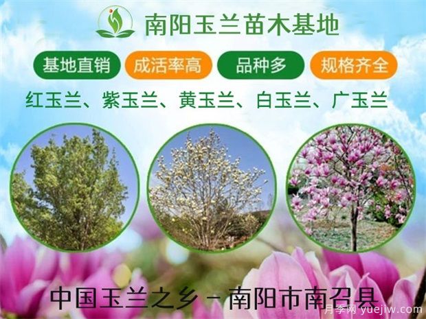 河南廣玉蘭常見的造型有哪些呢？這些造型如何做呢？(圖1)