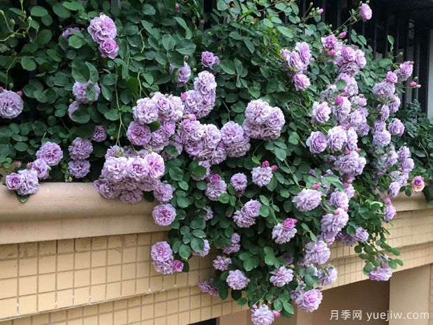 推薦2個藤本月季，粗放管理四季開花不斷(圖2)