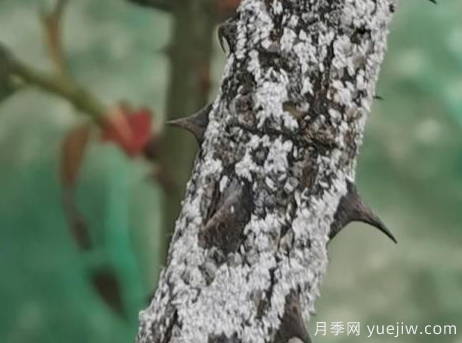 月季枝干上有許多小白點(diǎn)，可能是桑盾蚧在危害(圖3)