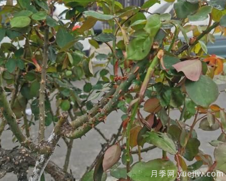 月季枝干上有許多小白點(diǎn)，可能是桑盾蚧在危害(圖2)