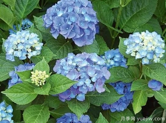 繡球秋季養(yǎng)護(hù)方法，明年春枝繁葉茂開(kāi)爆花(圖2)