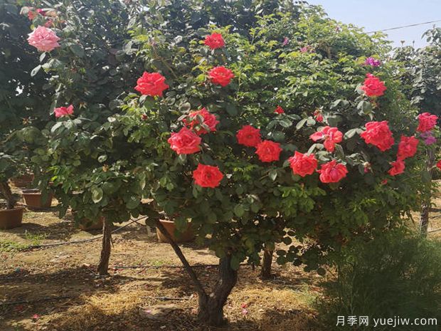 樹狀月季喜肥喜水喜太陽，還喜修剪！(圖1)