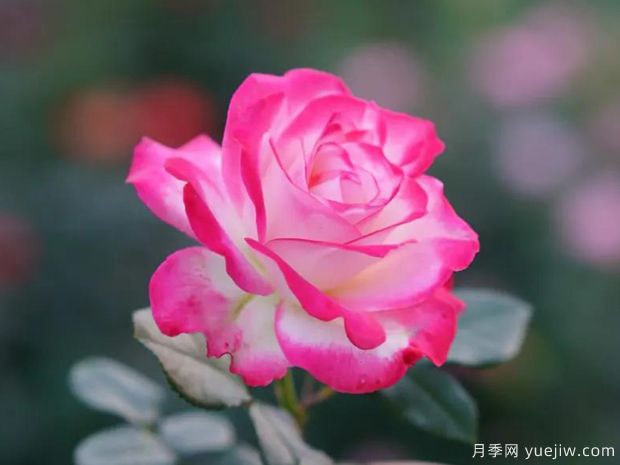 好期在四時，深愛如長風(fēng)，摯愛月季(圖1)