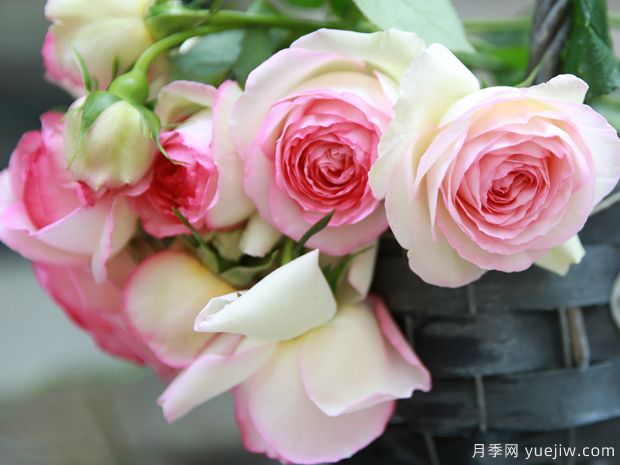 推薦20種傾國傾城的月季，來認識下(圖1)