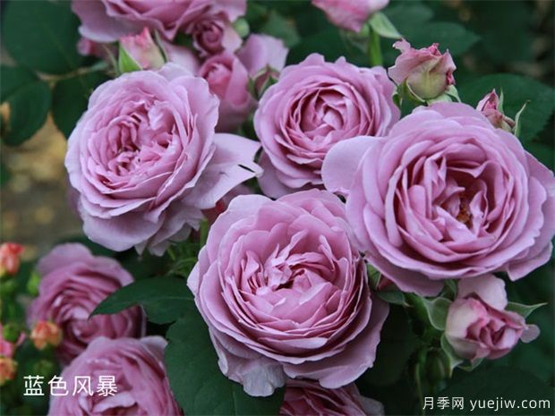 推薦20種傾國傾城的月季，來認識下(圖7)