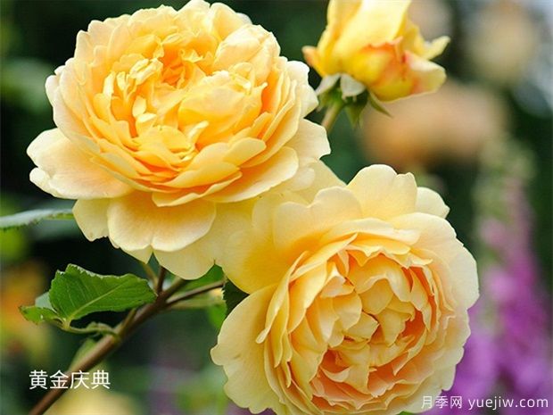 推薦20種傾國傾城的月季，來認識下(圖3)