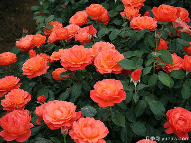 豐花月季怎樣進行蟲害防治的呢？(圖1)