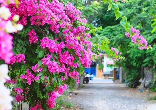 三角梅是哪里的市花？三角梅市花的意義(圖1)