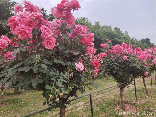 要使月季樹四季都花香，需做到以下幾點(diǎn)！(圖1)