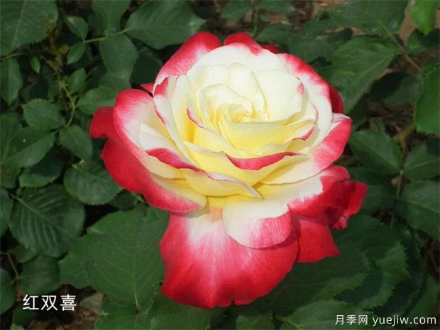 十大***好看月季品種？我推薦了，你感覺對嗎(圖4)