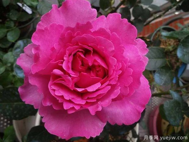 推薦20個(gè)伊芙月季系列品種，還有花大濃香超美的(圖2)