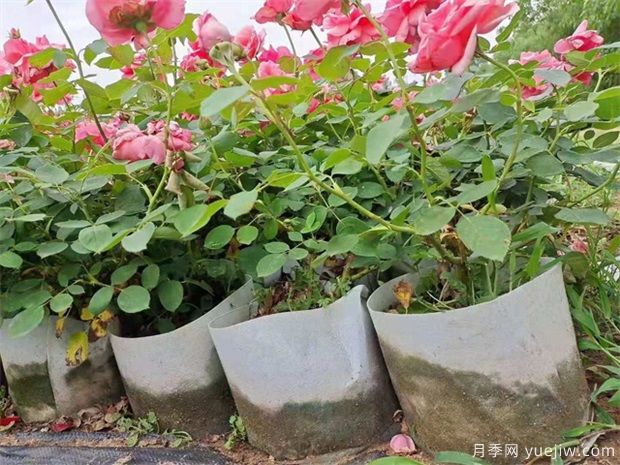大花月季價格：大號月季花苗多少錢一株(圖1)