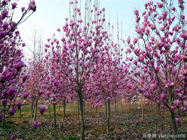 為什么春植苗木容易出現(xiàn)假活現(xiàn)象，8個原因(圖1)
