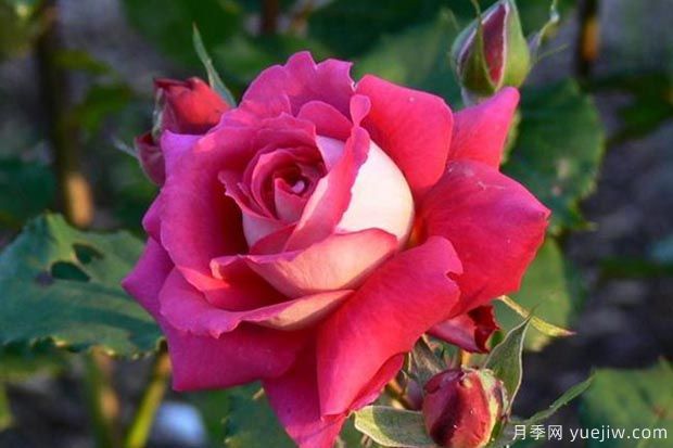 推薦5種紅色月季花，紅紅火火就選這幾個品種(圖3)