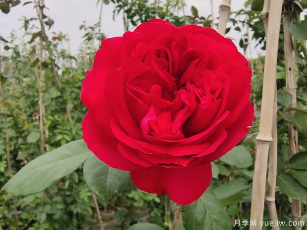 推薦5種紅色月季花，紅紅火火就選這幾個品種(圖1)