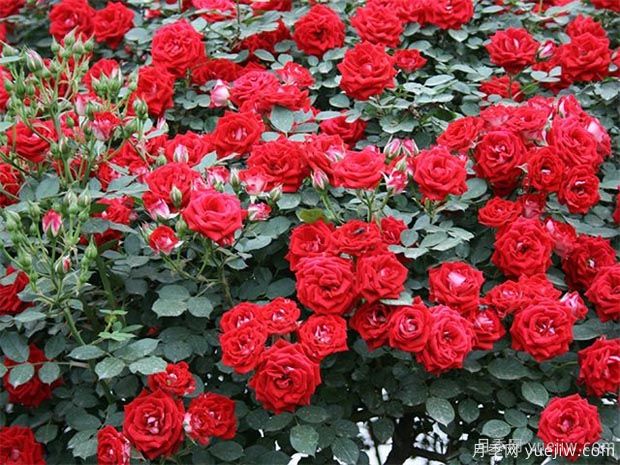 推薦5種紅色月季花，紅紅火火就選這幾個品種(圖2)