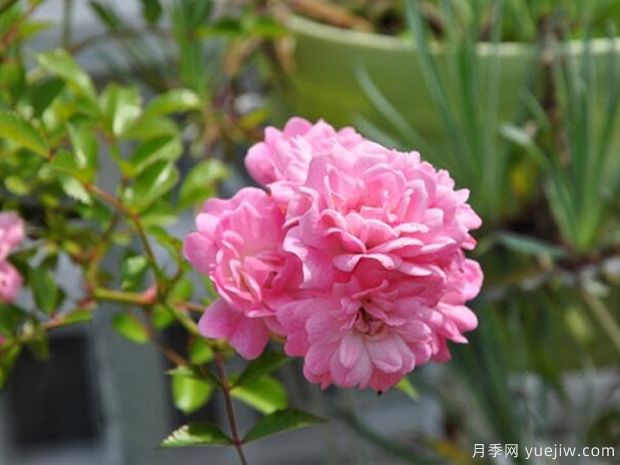 小仙女月季的優(yōu)缺點(diǎn)是什么？(圖1)