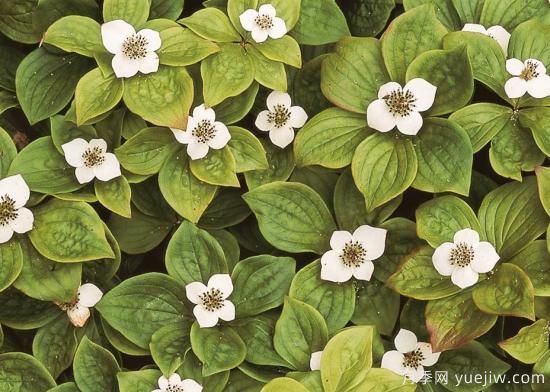 除了地被月季，還有適合在花園種植的20種地被植物(圖12)