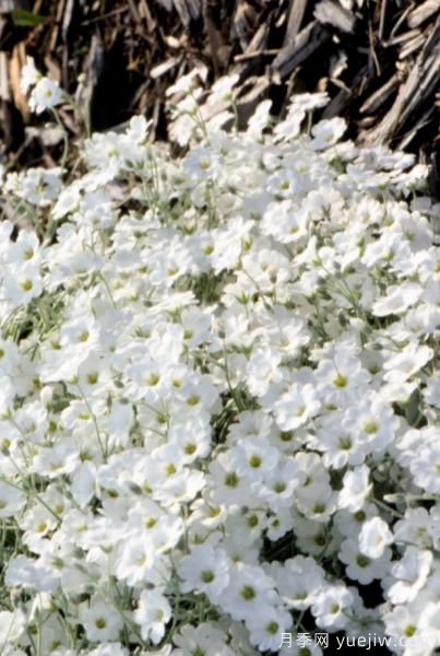 除了地被月季，還有適合在花園種植的20種地被植物(圖14)