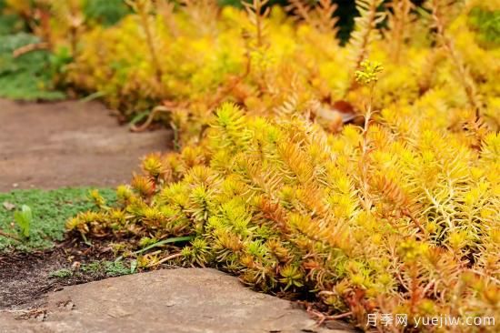 除了地被月季，還有適合在花園種植的20種地被植物(圖15)
