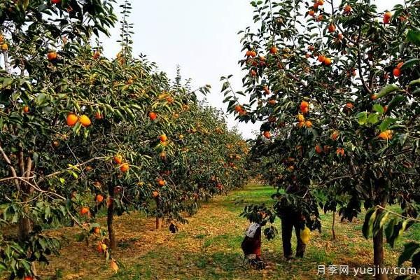2022年***值錢緊缺苗木是什么？常見的苗木品種有哪些？(圖1)