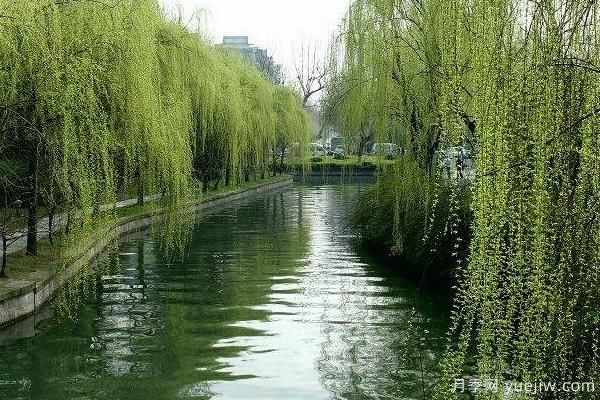 2022年***值錢緊缺苗木是什么？常見的苗木品種有哪些？(圖2)