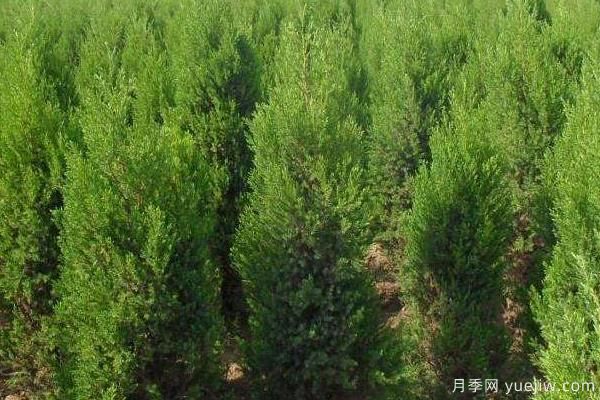 2022年***值錢緊缺苗木是什么？常見的苗木品種有哪些？(圖4)