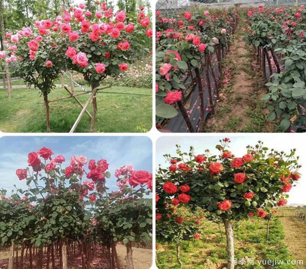 ***全園林苗木種植技術(shù)！收藏有用！(圖1)