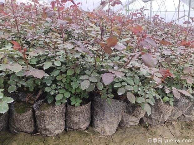 ***全園林苗木種植技術(shù)！收藏有用！(圖2)