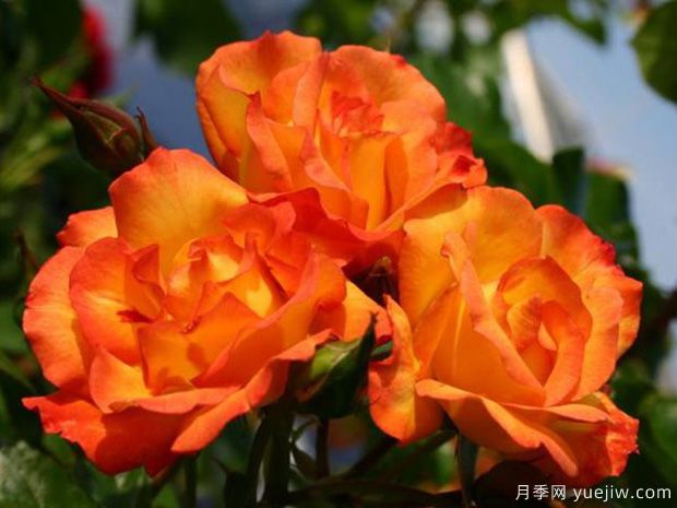 食醋養(yǎng)花卉妙處有三個(gè)，長(zhǎng)勢(shì)旺花多色艷(圖1)