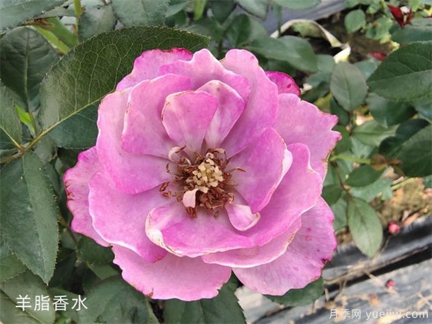 羊脂香水月季，以香聞名，花美如芍藥，四季能開(kāi)花(圖1)