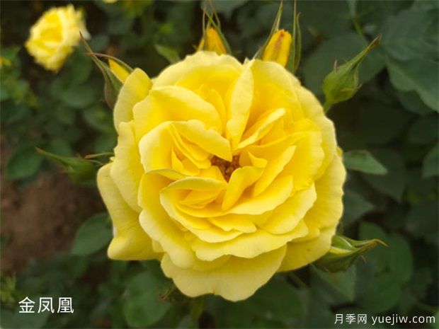 推薦10個(gè)黃色月季，每個(gè)品種都優(yōu)秀(圖1)