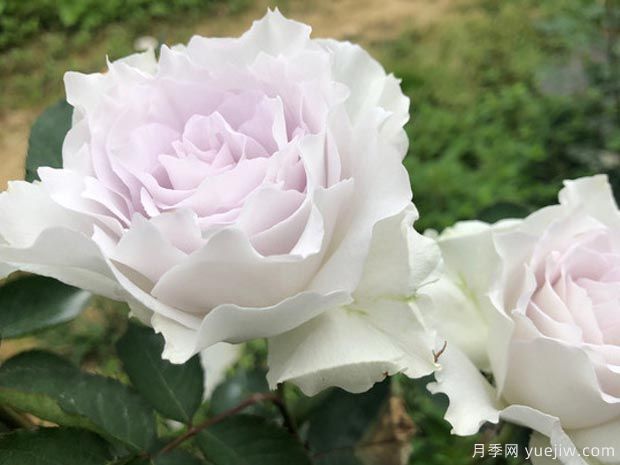 有沒有一款月季，顏值高到讓你永遠也不會淘汰？(圖1)