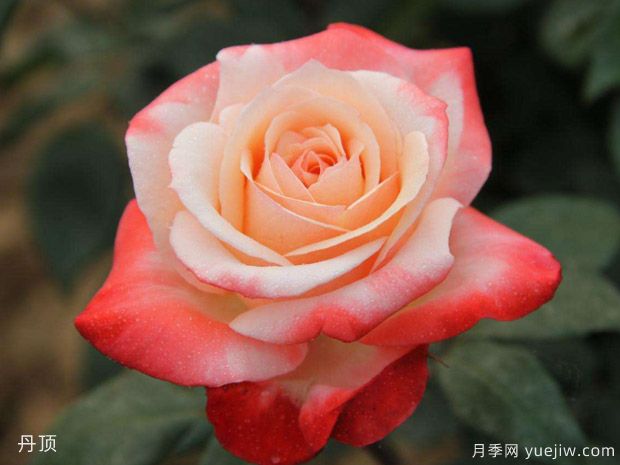玫瑰月季薔薇傻傻分不清，只要3個方法一眼就認(rèn)出來(圖1)