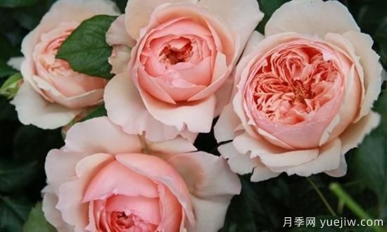 真宙月季和朱麗葉月季的區(qū)別，優(yōu)缺點一目了然(圖8)