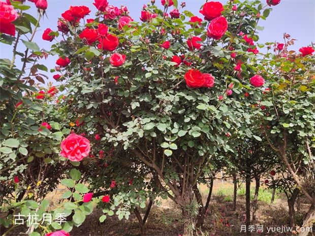 苗木做出這幾點(diǎn)改變，價(jià)格能翻20倍(圖1)