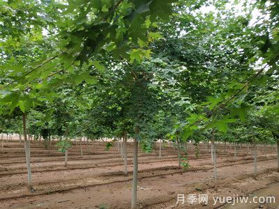 元寶楓的價(jià)格一路上漲，大規(guī)格優(yōu)質(zhì)苗一株能賣(mài)上萬(wàn)元(圖2)