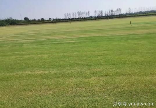 秋季草坪防除雜草需要注意啥？(圖1)