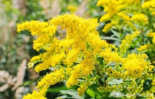 加拿大一枝黃花的危害與防除？(圖1)