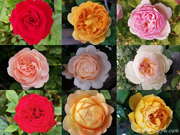 苗木行業(yè)持續(xù)低迷，南陽花農(nóng)還能堅持多久？(圖1)