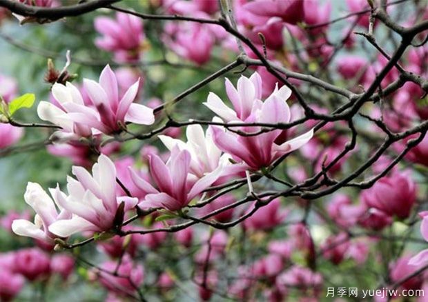 南陽紫玉蘭的養(yǎng)殖方法和注意事項(xiàng)(圖1)