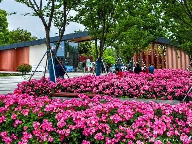 市政園林的時令花卉如何養(yǎng)護(hù)？(圖1)