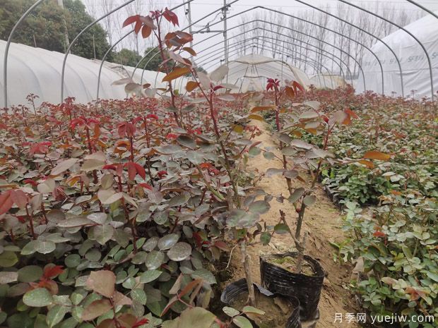 大棚月季花卉種植需要關注哪些常見問題？(圖1)