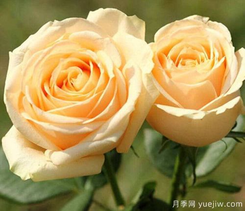 香檳玫瑰的花語是什么？不同朵數(shù)香檳玫瑰花語大全？(圖1)