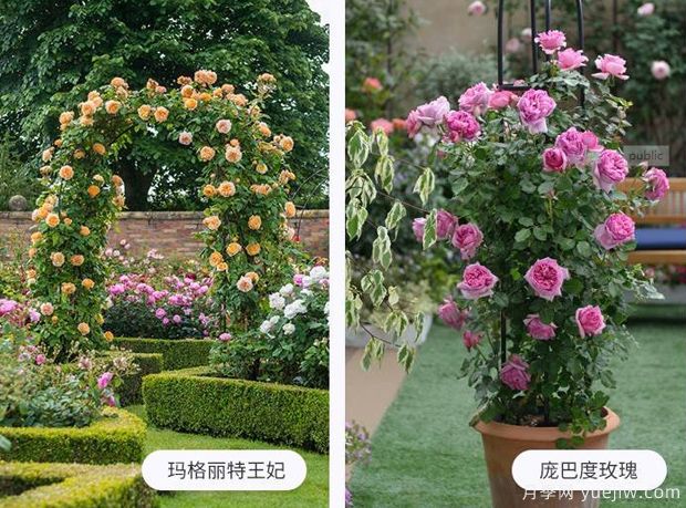藤蔓植物有哪些，藤蔓植物有哪些知識(圖1)