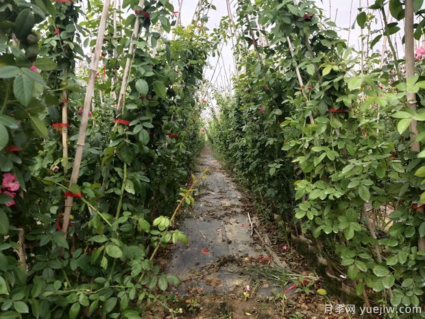 爬藤月季要種多久才會(huì)開花(圖1)